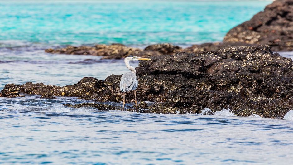 Garza ceniza, Guia de Fauna. RutaChile.   - 