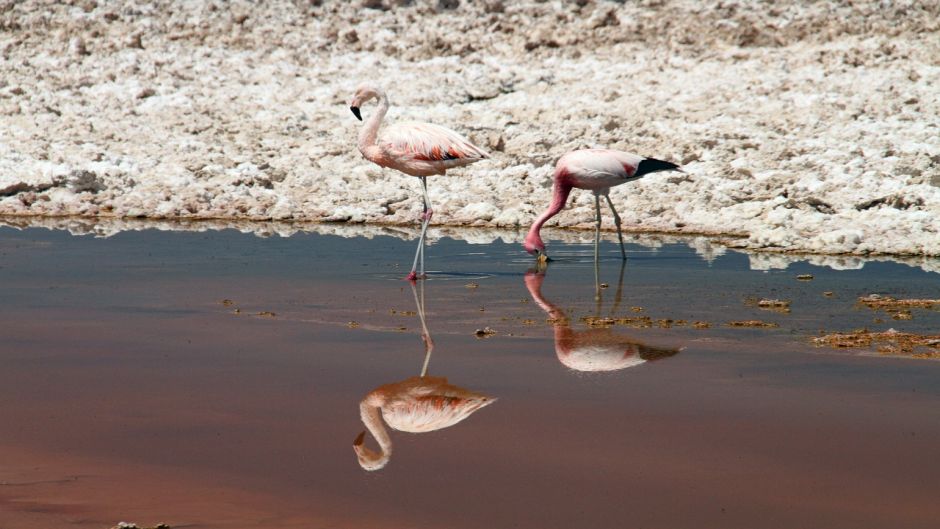 Flamenco Chileno, Guia de Fauna. RutaChile.   - PARAGUAY