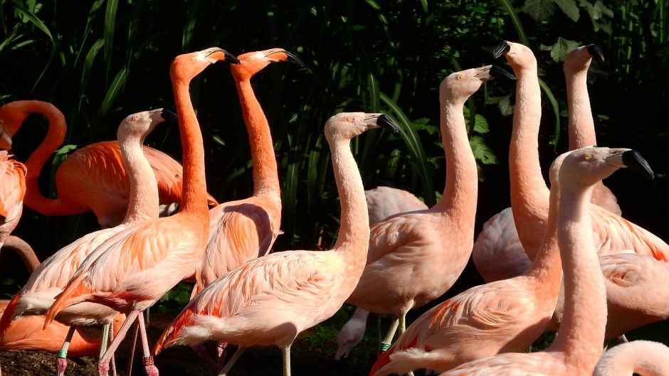 Flamenco Chileno, Guia de Fauna. RutaChile.   - 