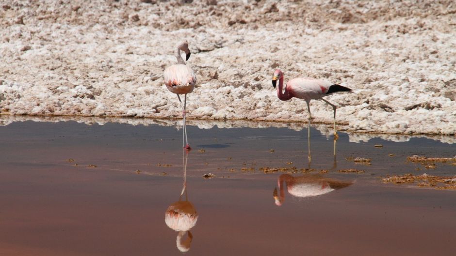 Flamenco Chileno, Guia de Fauna. RutaChile.   - PARAGUAY