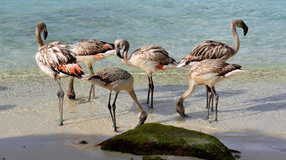 Flamenco Chileno, Guia de Fauna. RutaChile.   - 