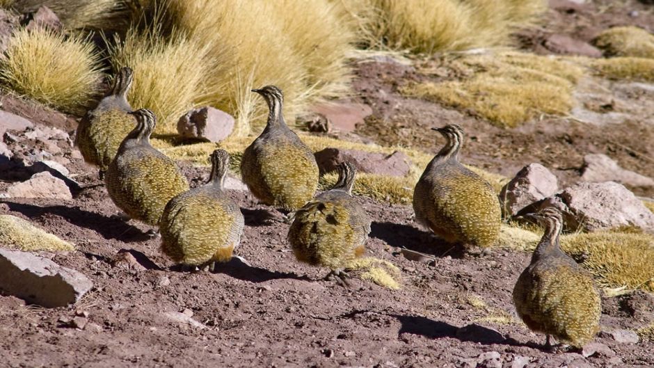 Perdiz de puna, Guia de Fauna. RutaChile.   - 