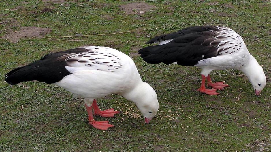 Huallata, Guia de Fauna. RutaChile.   - CHILE