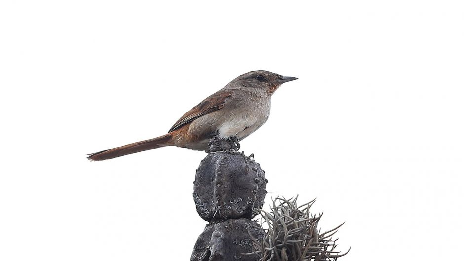 Canastero, Guia de Fauna. RutaChile.   - CHILE