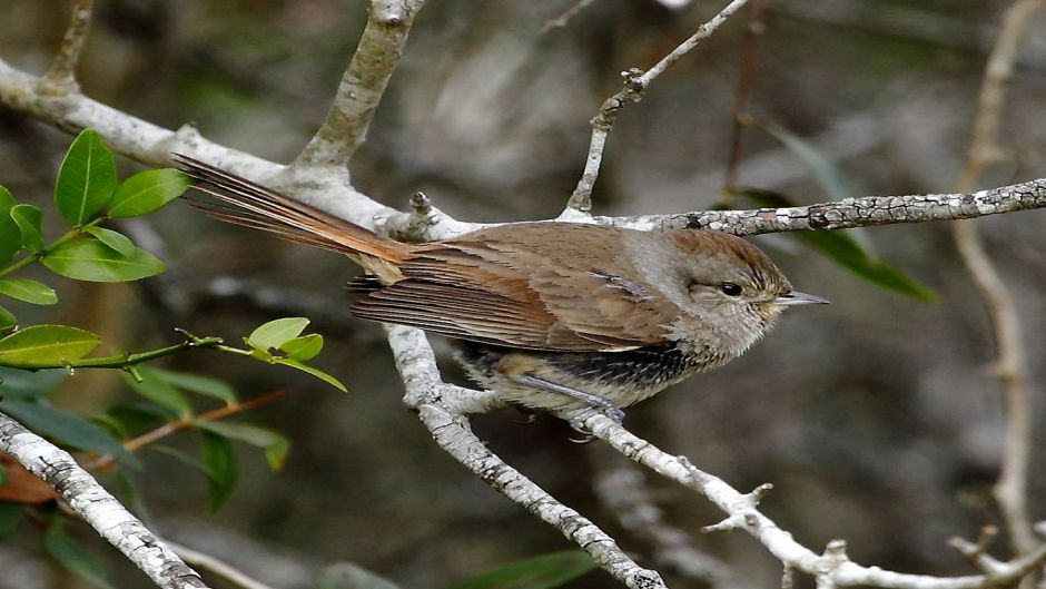 Canastero, Guia de Fauna. RutaChile.   - 