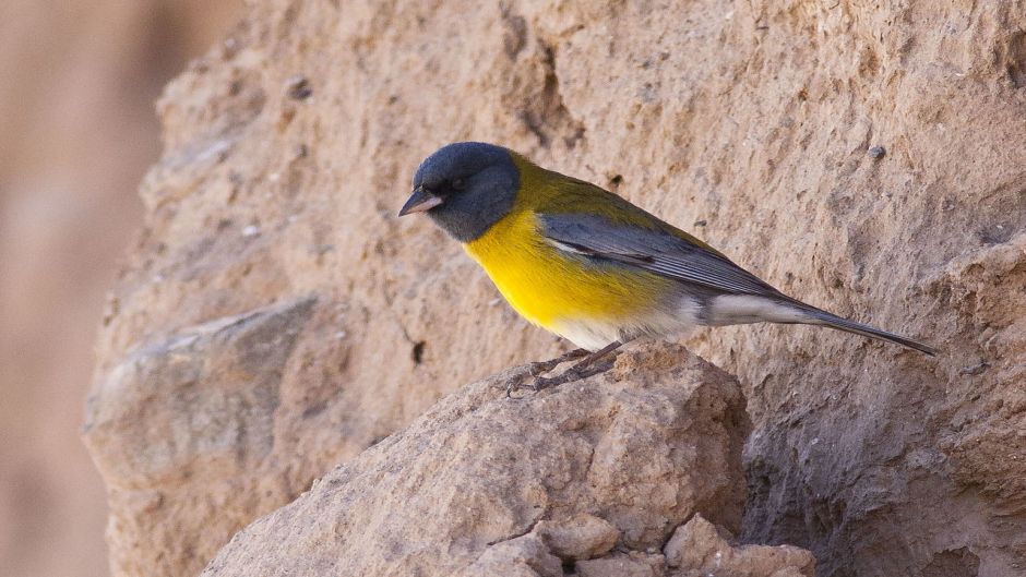 Cometocino de Gay, Guia de Fauna. RutaChile.   - ARGENTINA