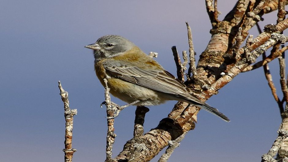 Cometocino de Gay, Guia de Fauna. RutaChile.   - CHILE