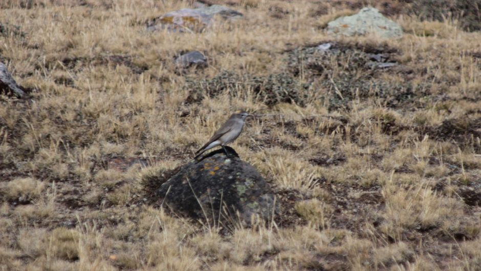 Dormilona fraile, Guia de Fauna. RutaChile.   - ARGENTINA