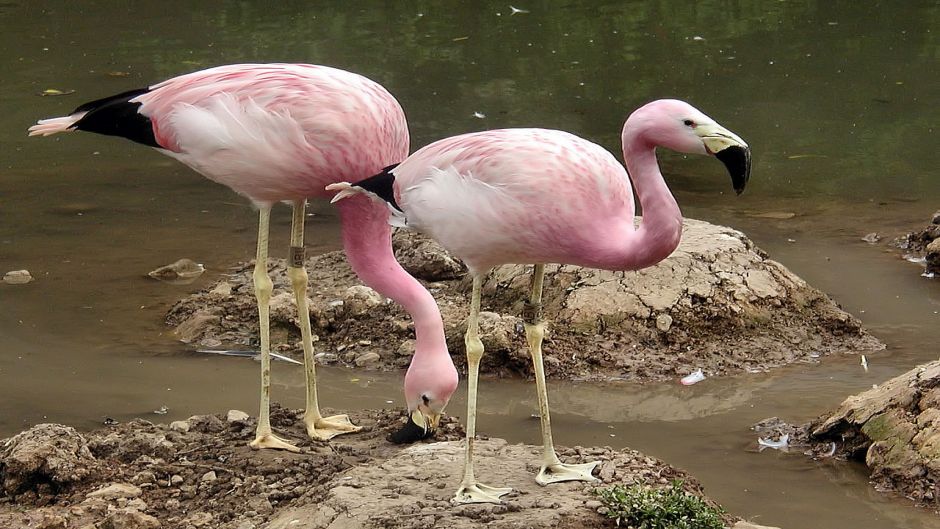 Parina grande, Guia de Fauna. RutaChile.   - CHILE