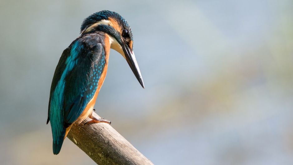 Martín pescador, Guia de Fauna. RutaChile.   - ECUADOR