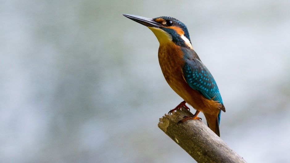 Martín pescador, Guia de Fauna. RutaChile.   - BOLIVIA