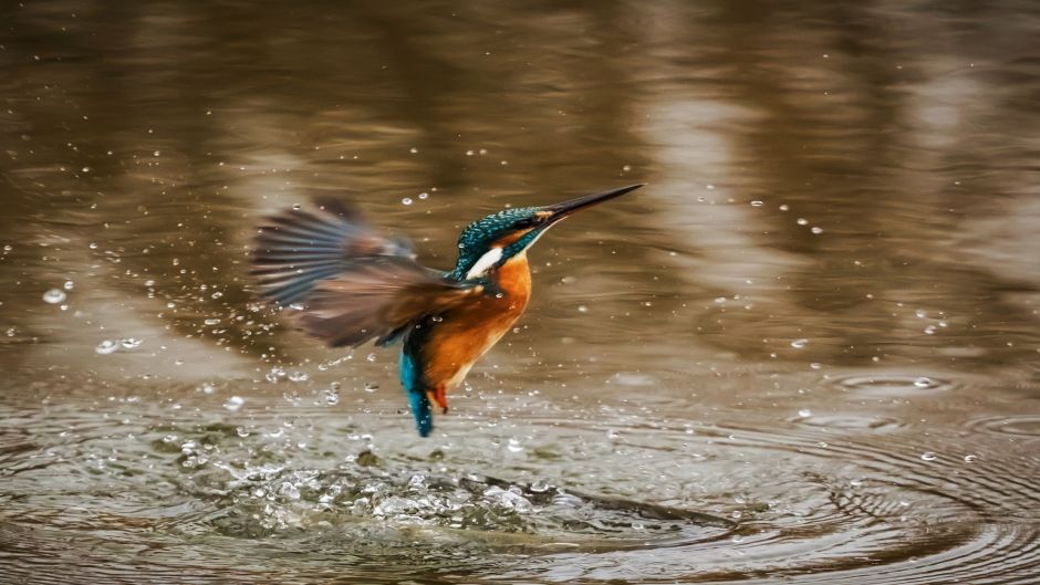 Martín pescador, Guia de Fauna. RutaChile.   - PERU