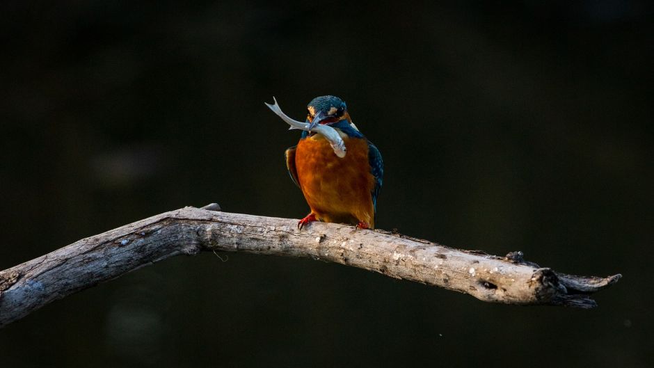 Martín pescador, Guia de Fauna. RutaChile.   - HONDURAS