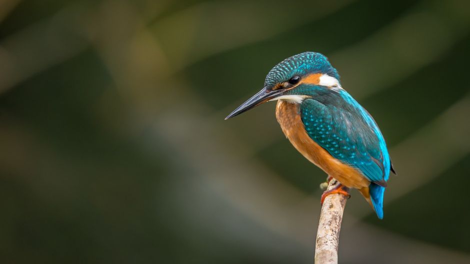 Martín pescador, Guia de Fauna. RutaChile.   - CHILE