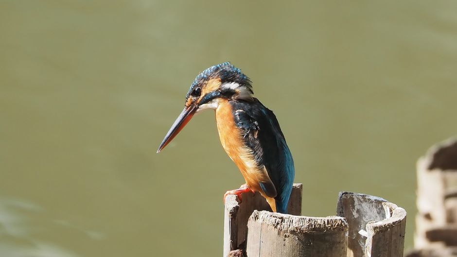 Martín pescador, Guia de Fauna. RutaChile.   - URUGUAY