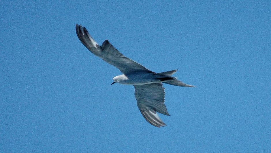 Tiñosa gris, Guia de Fauna. RutaChile.   - NUEVA ZELANDIA