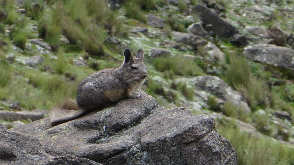 Vizcacha norteña.   - BOLIVIA