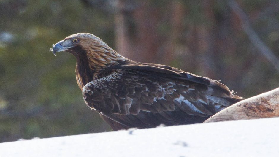 Aguila real.   - NORUEGA