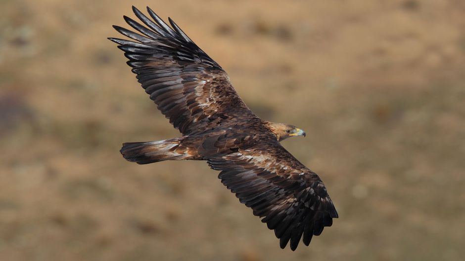 Aguila real.   - CANADA