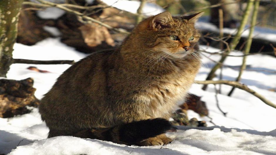 Gato montés.   - RUMANIA