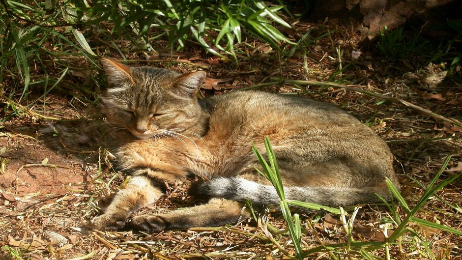 Gato montés.   - POLONIA