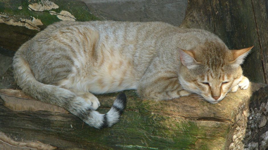 Gato montés.   - RUMANIA