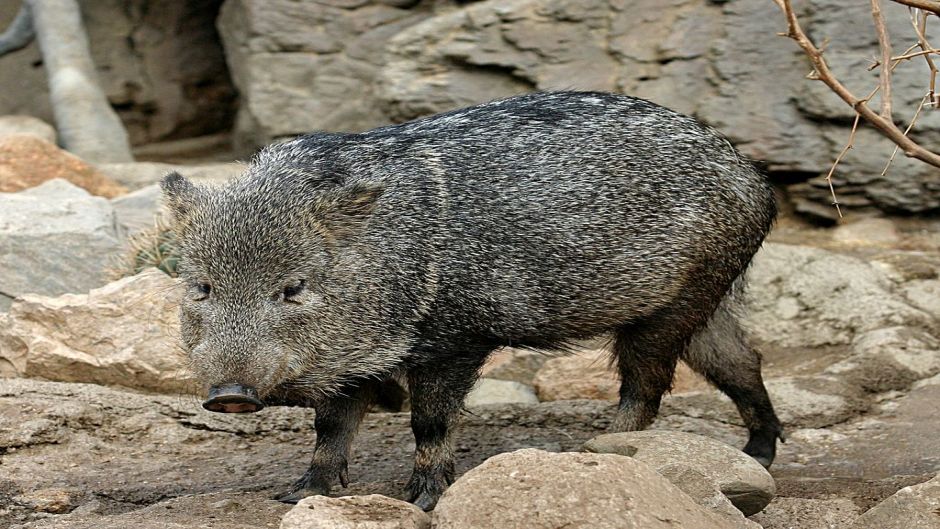 Pecarí de collar.   - ECUADOR