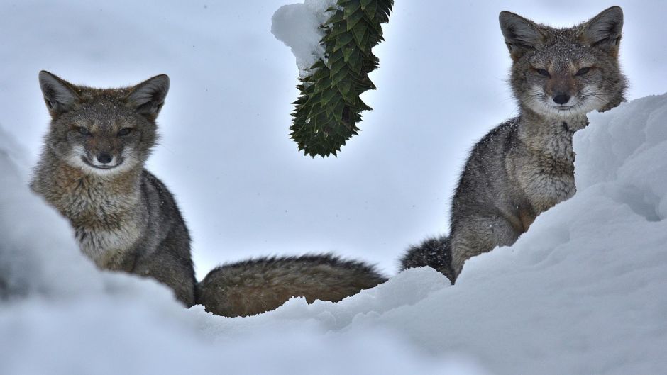 Zorro Chilla, Guia de Fauna. RutaChile.   - PERU