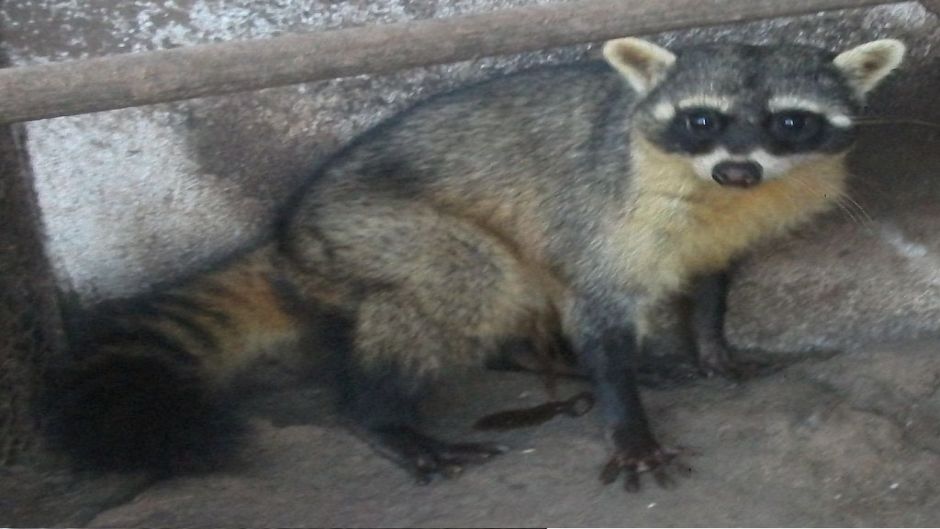 Mapache sudamericano.   - COSTA RICA