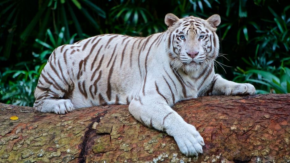 Tigre Blanco.   - INDIA