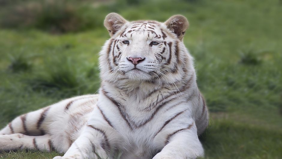 Tigre Blanco.   - VIETNAM