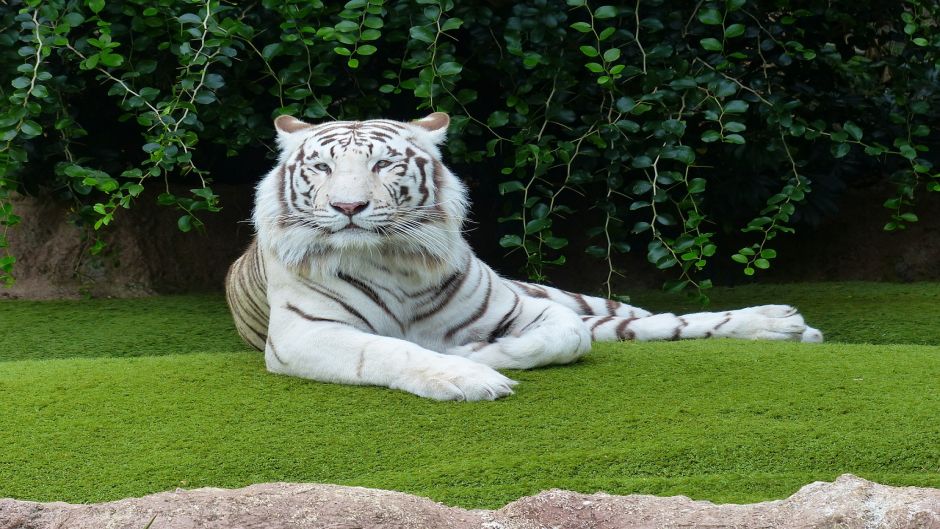 Tigre Blanco.   - 