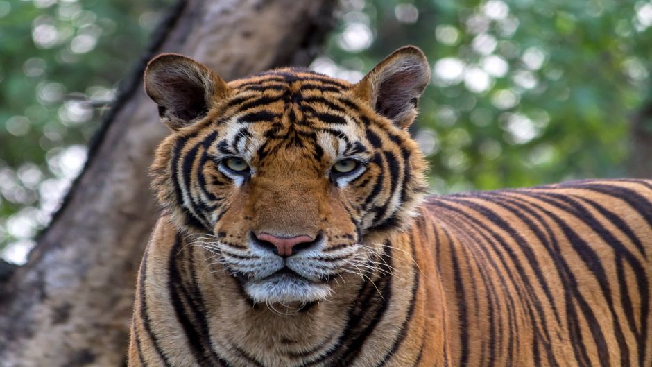 Tigre de Bengala.   - 