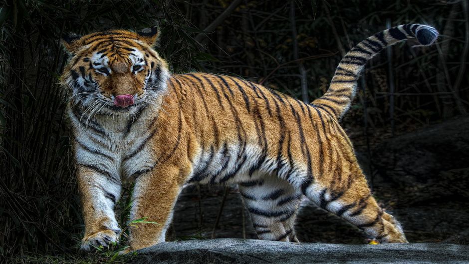 Tigre de Bengala.   - 