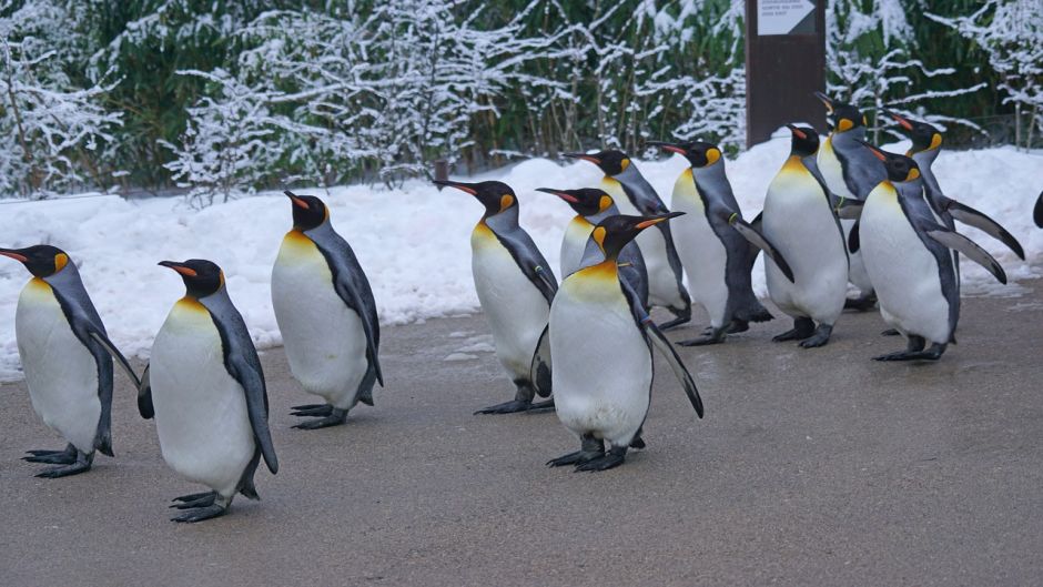 Pingüino Rey.   - AUSTRALIA