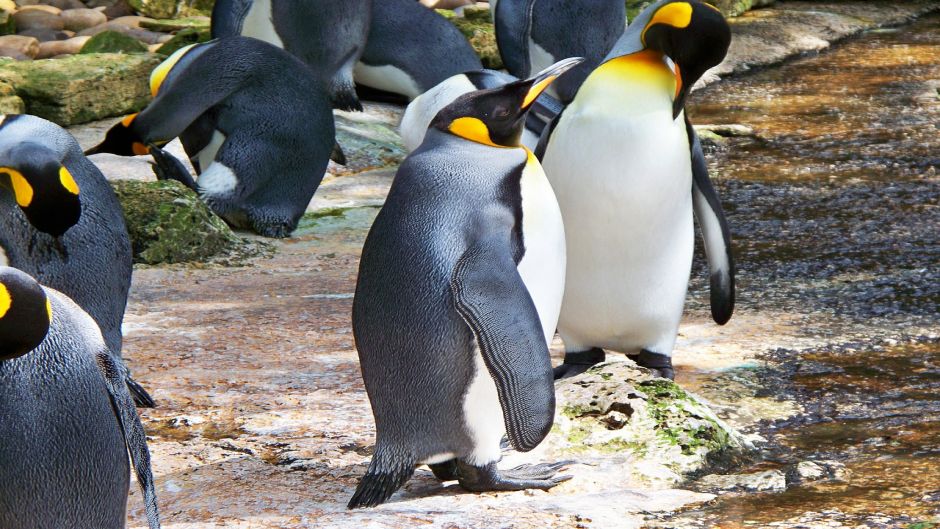 Pingüino Rey.   - CHILE