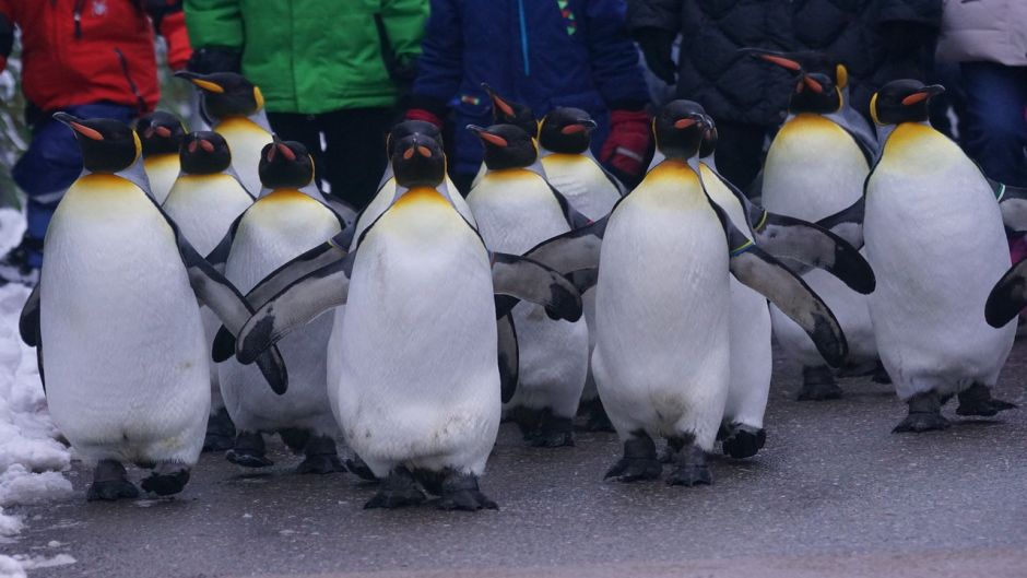 Pingüino Rey.   - CHILE