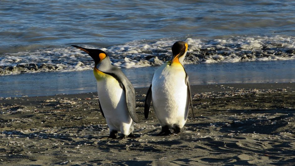 Pingüino Rey.   - CHILE