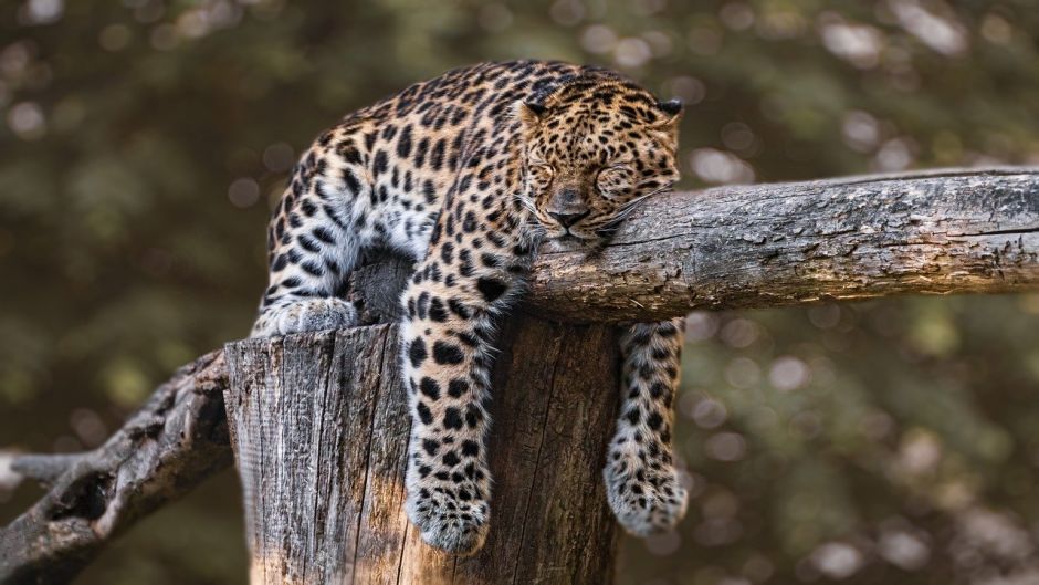 Jaguar.   - ECUADOR