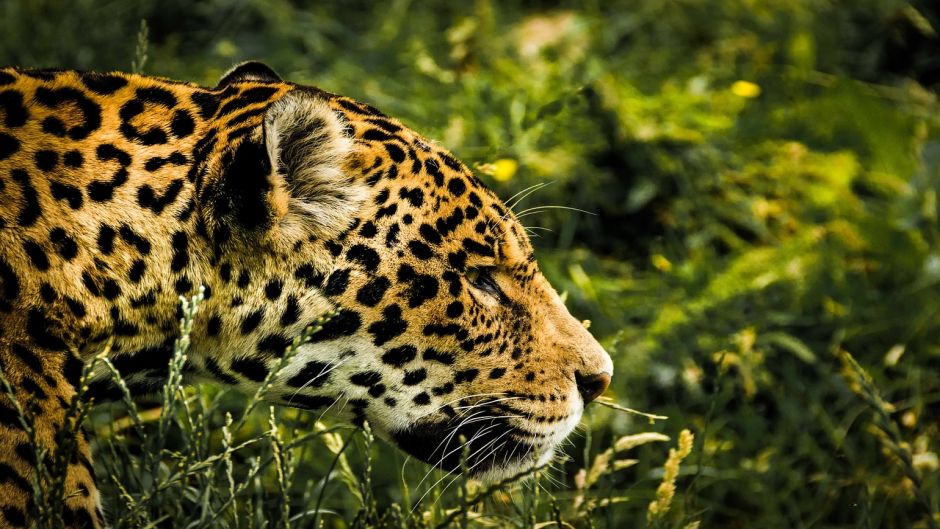 Jaguar.   - PARAGUAY