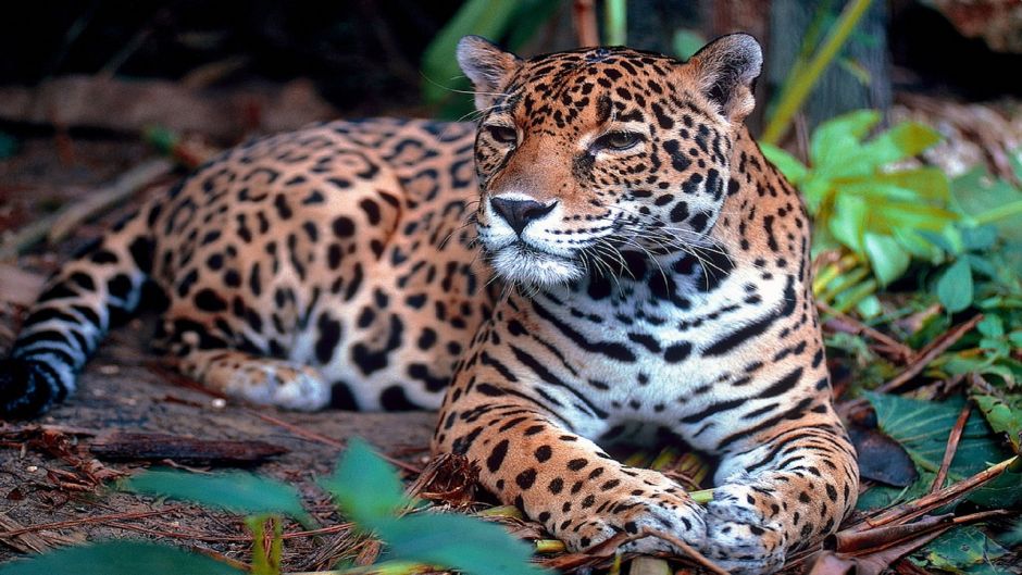 Jaguar.   - NICARAGUA