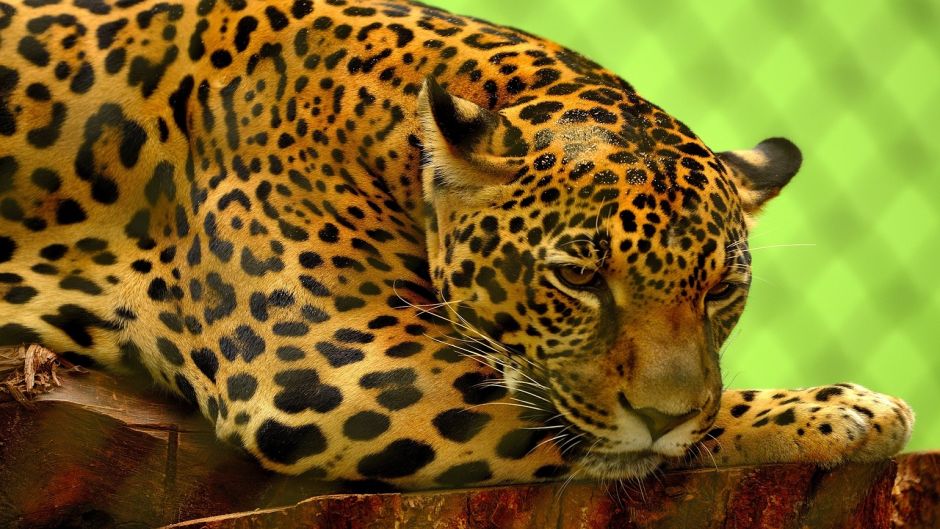 Jaguar.   - PANAMA