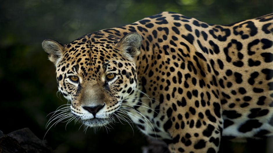 Jaguar.   - GUATEMALA