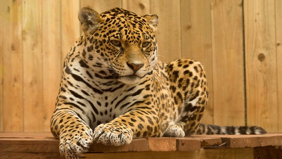 Jaguar.   - ECUADOR