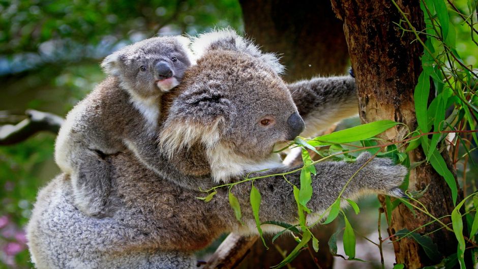 Koala.   - AUSTRALIA