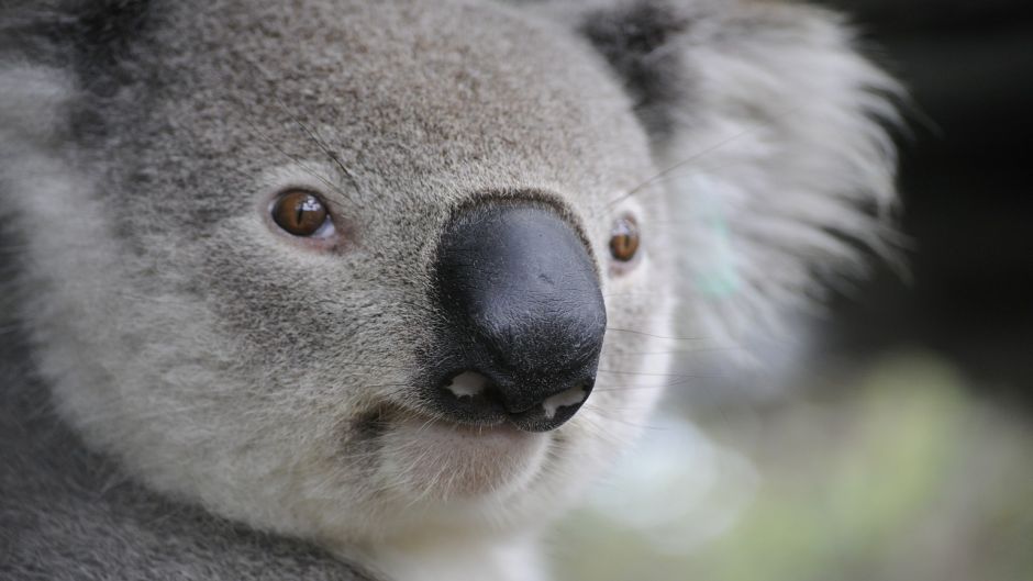 Koala.   - 