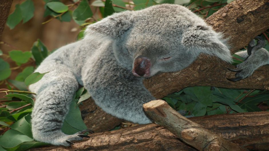 Koala.   - AUSTRALIA