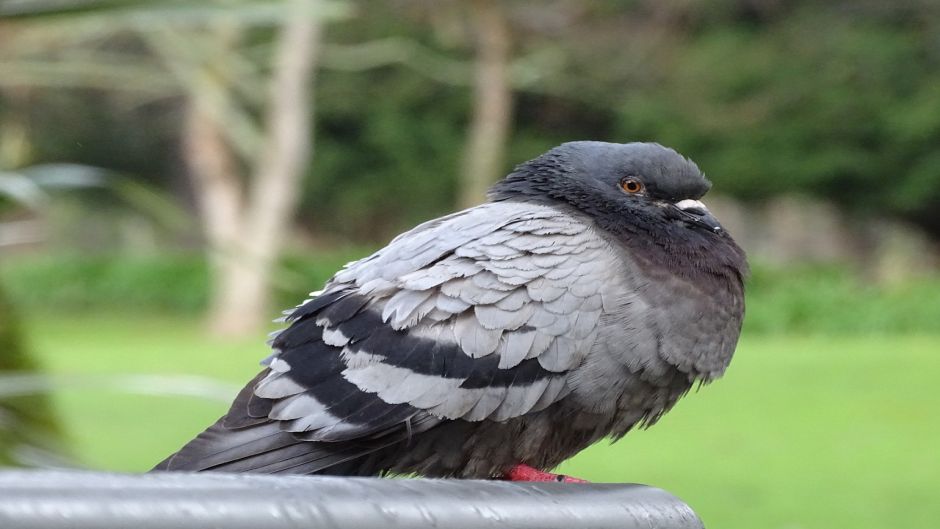 Paloma Doméstica.   - COSTA RICA