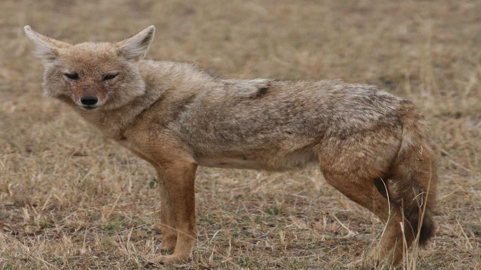 Lobo africano.   - MARRUECOS