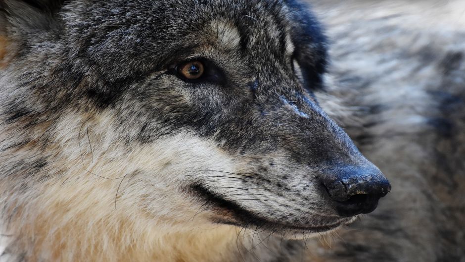 Lobo Europeo.   - 